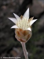 Xeranthemum inapertum