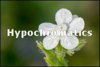 Hipocromáticas