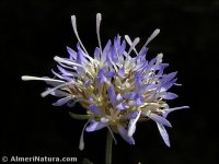 Jasione foliosa
ssp minuta