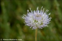 Jasione montana
