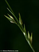 Juncus bufonius