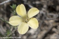 Linum jimenezii
ssp willkommii