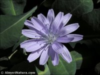 Lactuca perennins
subsp. granatensis