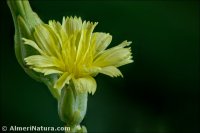 Lactuca sativa