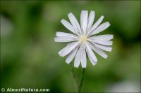 Lactuca tenerrima