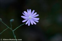 Lactuca tenerrima