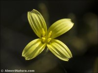 Lactuca viminea