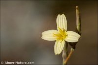 Lactuca viminea
