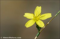 Lactuca viminea
