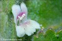 Lafuentea rotundifolia