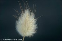 Lagurus ovatus subsp. nanus