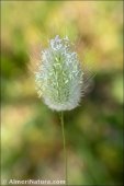 Lagurus ovatus
