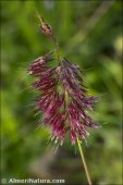Lamarckia aurea