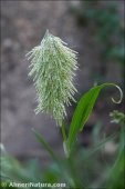 Lamarckia aurea