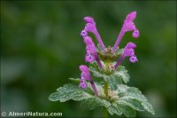 Lamium amplexicaule