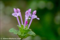 Lamium amplexicaule