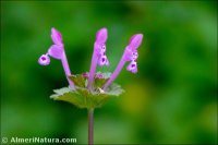 Lamium amplexicaule