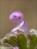 Lamium hybridum