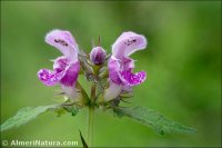 Lamium maculatum