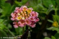 Lantana x strigocamara