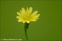 Lapsana communis