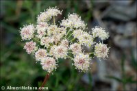 Laserpitium gallicum subsp. orospedanum