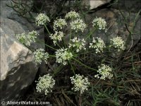 Laserpitium gallicum