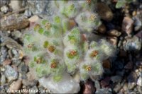 Lasiopogon muscoides