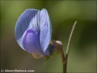 Lathyrus angulatus