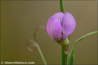Lathyrus angulatus