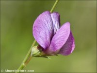 Lathyrus angulatus