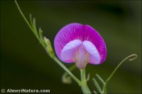 Lathyrus clymenum