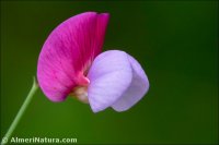 Lathyrus clymenum