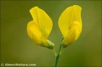 Lathyrus pratensis