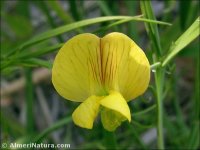 Lathyrus pratensis