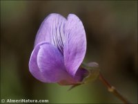 Lathyrus setifolius