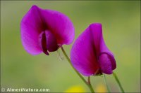 Lathyrus tingitanus