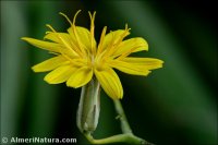 Launaea arborescens