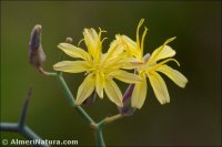 Launaea arborescens