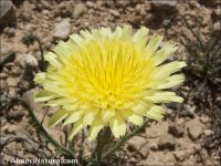 Launaea pumila