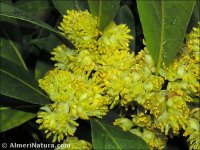 Laurus nobilis