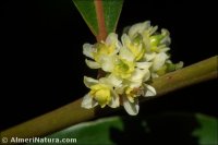 Laurus nobilis