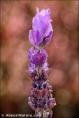 Lavandula dentata