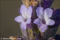 Lavandula dentata