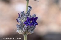 Lavandula lanata