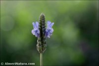 Lavandula multifida
