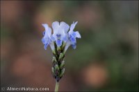 Lavandula multifida