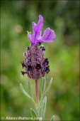 Lavandula stoechas