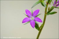 Legousia scabra
