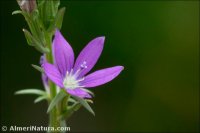 Legousia scabra